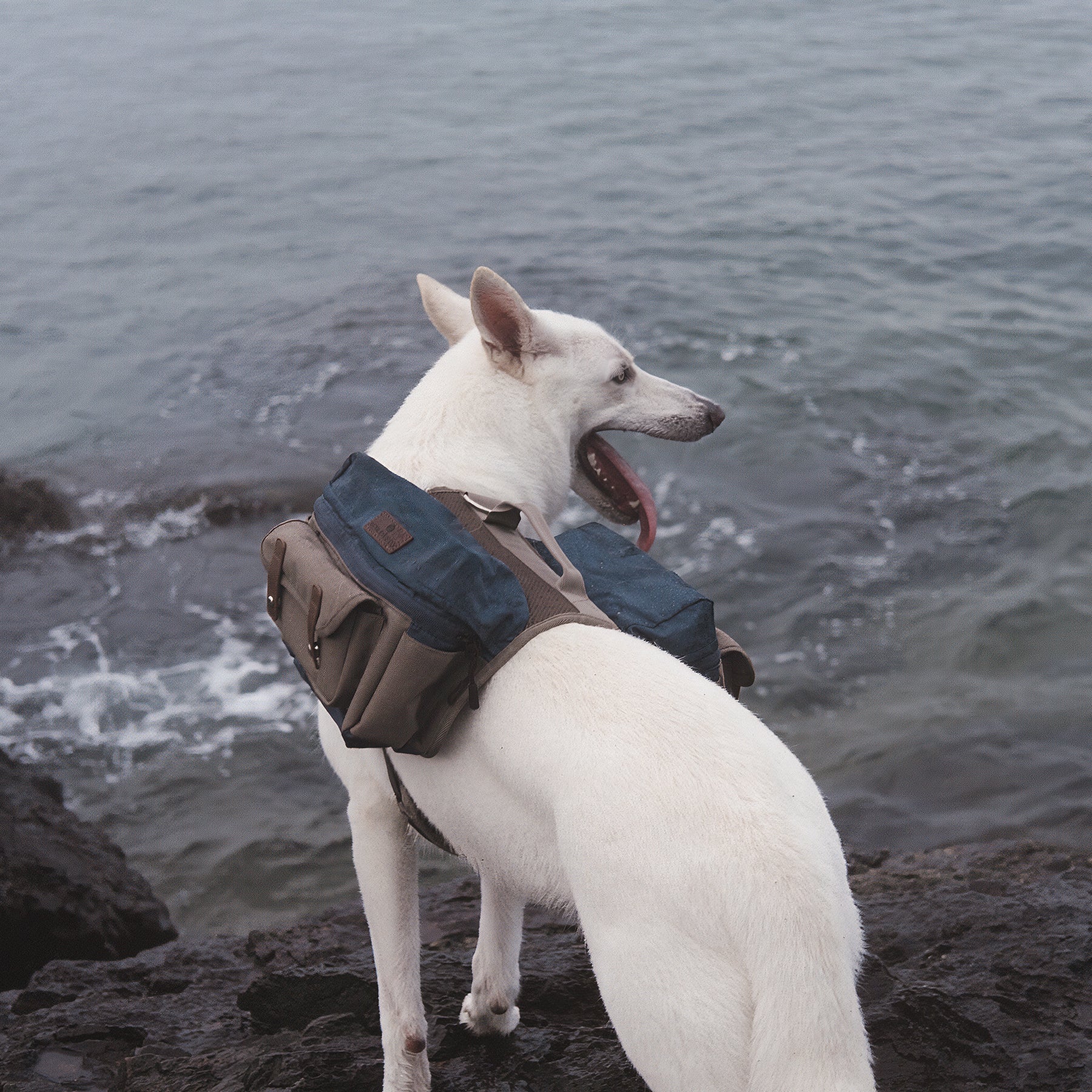 Cactus Creek Dog Adventure Backpack shown on an outdoor adventure dog.