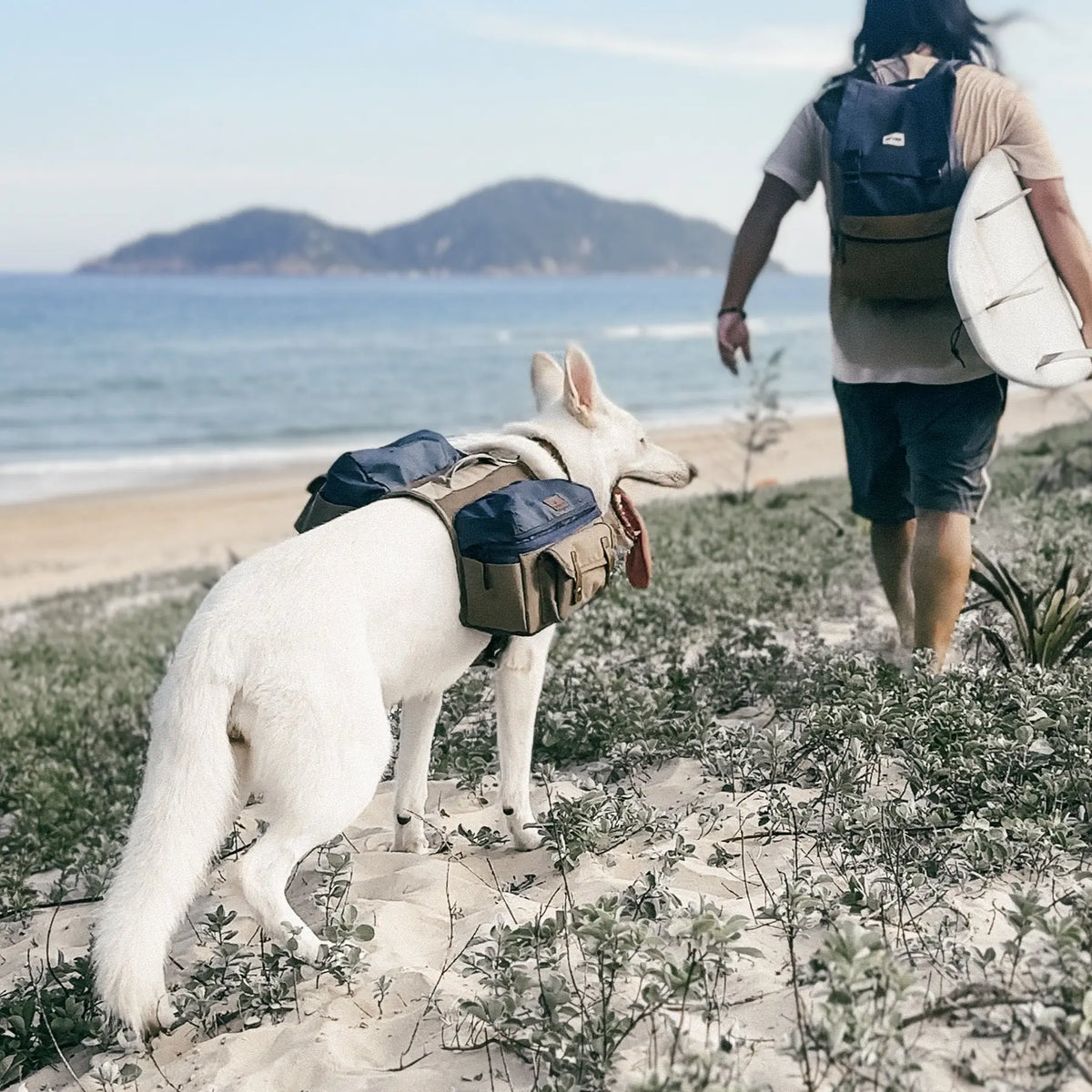 A white dog wearing the Cactus Creek Dog Adventure Backpack following a person carrying a surfboard toward the beach.