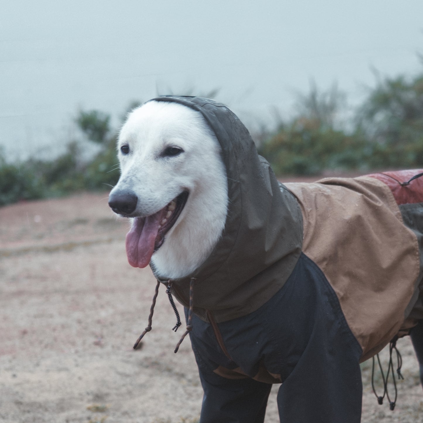 A white german shepherd on Horizon Over Mesa Dog Waterproof Suit Mezkui